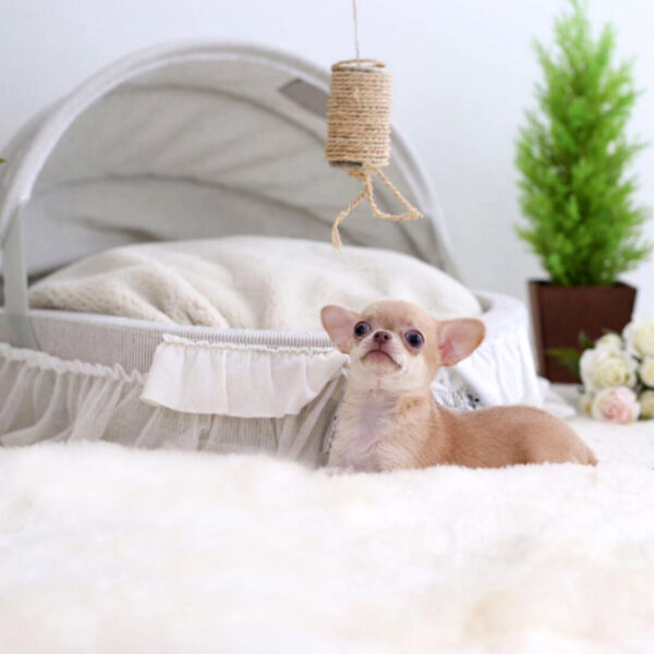 Joe - Male Teacup Chihuahua Puppy - Image 6