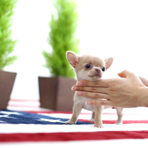 Joe - Male Teacup Chihuahua Puppy - Image 5