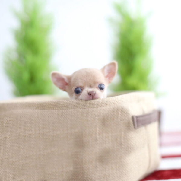 Joe - Male Teacup Chihuahua Puppy - Image 2