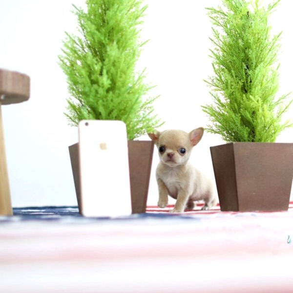 Joe - Male Teacup Chihuahua Puppy