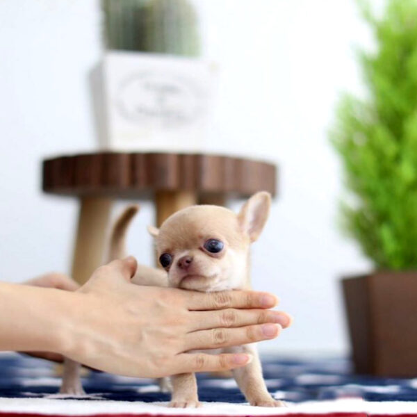 Joe - Male Teacup Chihuahua Puppy - Image 4