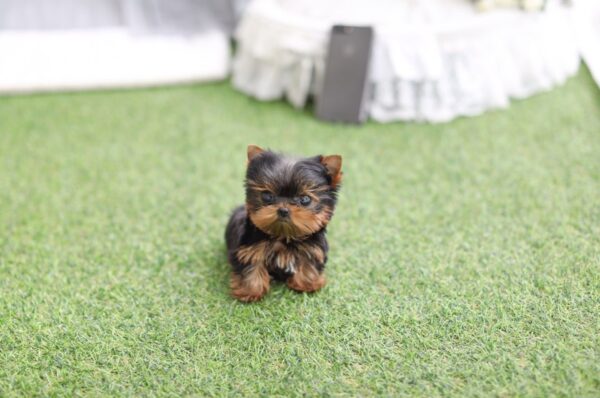 Julie - Female Teacup Yorkshire Puppy - Image 2