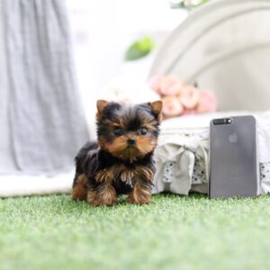 Julie - Female Teacup Yorkshire Puppy
