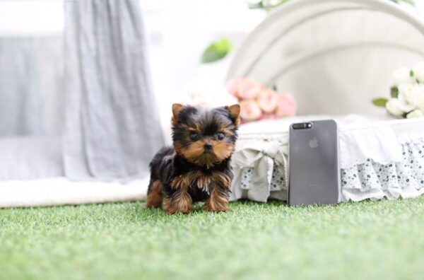 Julie - Female Teacup Yorkshire Puppy