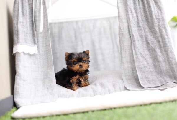 Julie - Female Teacup Yorkshire Puppy - Image 4