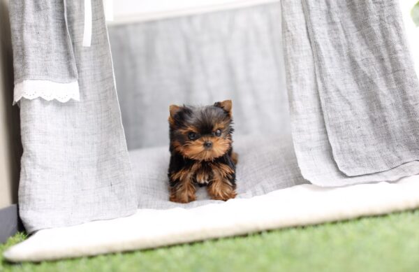 Julie - Female Teacup Yorkshire Puppy - Image 5