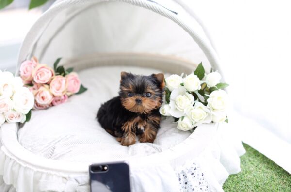 Julie - Female Teacup Yorkshire Puppy - Image 7