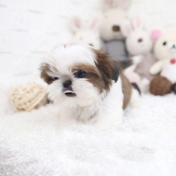 Landry - Male Teacup Shih Tzu Puppy - Image 2