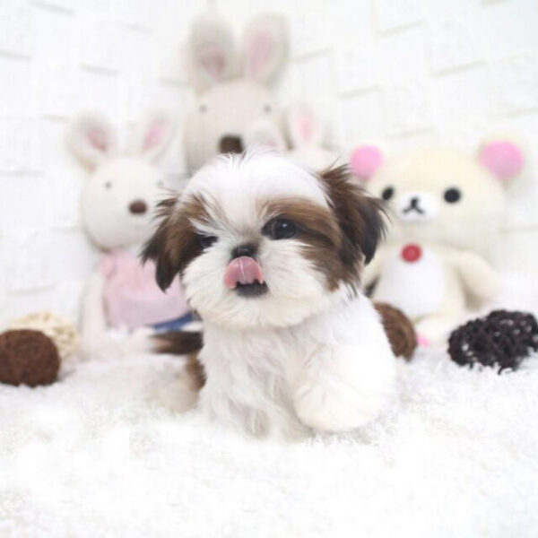 Landry - Male Teacup Shih Tzu Puppy - Image 3