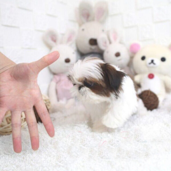 Landry - Male Teacup Shih Tzu Puppy