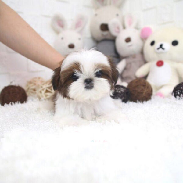 Landry - Male Teacup Shih Tzu Puppy - Image 5