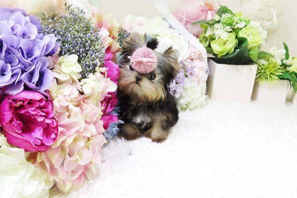 Linda - Female Teacup Yorkshire Puppy - Image 2