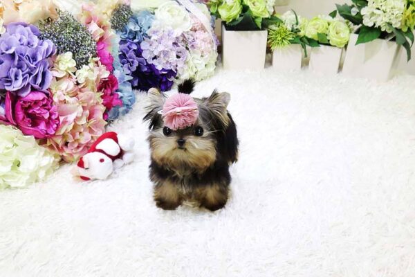 Linda - Female Teacup Yorkshire Puppy - Image 3