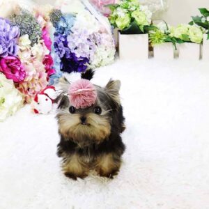 Linda - Female Teacup Yorkshire Puppy