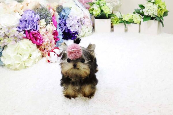 Linda - Female Teacup Yorkshire Puppy