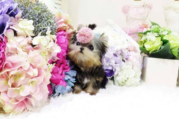 Linda - Female Teacup Yorkshire Puppy - Image 5