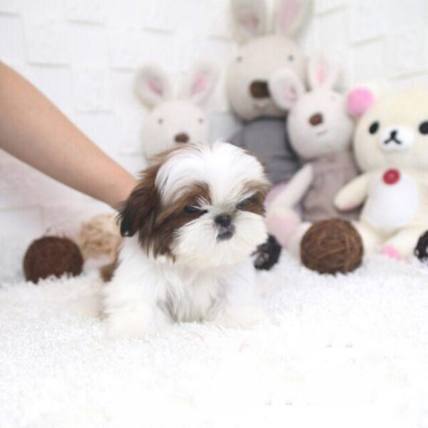 Landry - Male Teacup Shih Tzu Puppy - Image 6