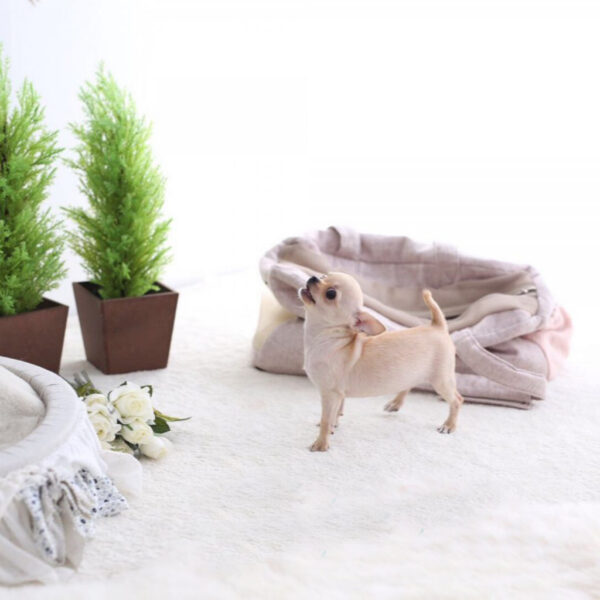 Buddy - Male Teacup Chihuahua Puppy - Image 2