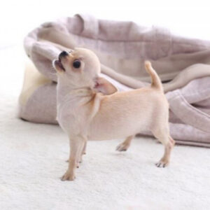 Buddy - Male Teacup Chihuahua Puppy