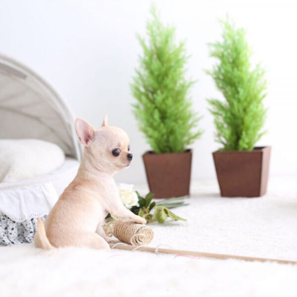 Buddy - Male Teacup Chihuahua Puppy - Image 4