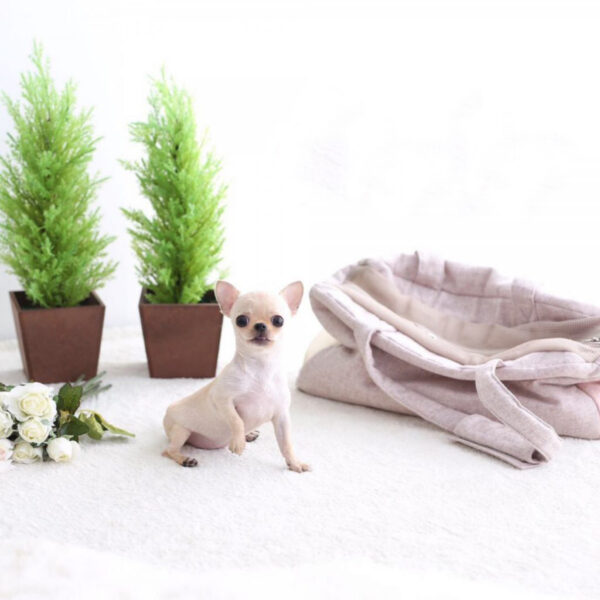 Buddy - Male Teacup Chihuahua Puppy - Image 6