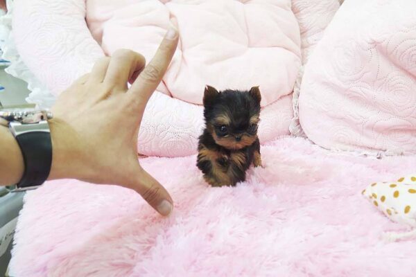 Marina - Female Teacup Yorkshire Puppy - Image 2