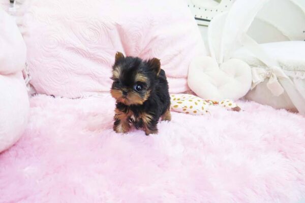Marina - Female Teacup Yorkshire Puppy - Image 3