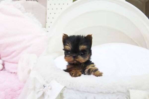 Marina - Female Teacup Yorkshire Puppy - Image 4