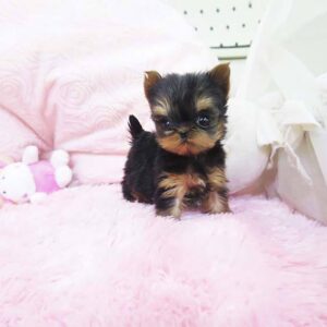 Marina - Female Teacup Yorkshire Puppy