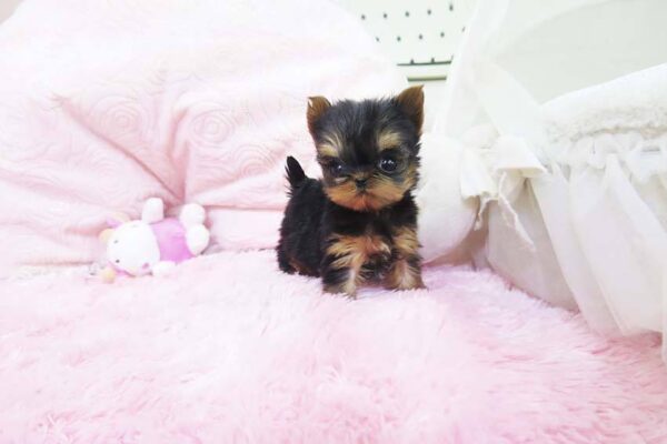 Marina - Female Teacup Yorkshire Puppy
