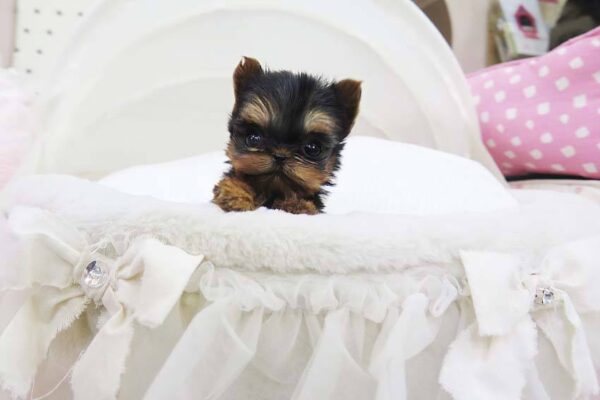 Marina - Female Teacup Yorkshire Puppy - Image 6