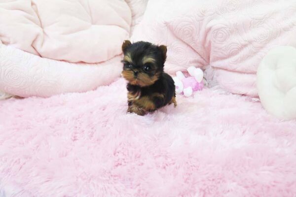 Marina - Female Teacup Yorkshire Puppy - Image 7