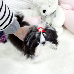 Mason - Male Teacup Shih Tzu Puppy