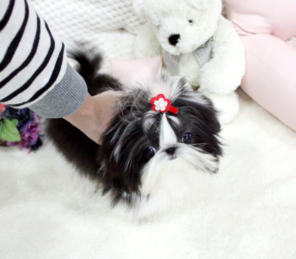 Mason - Male Teacup Shih Tzu Puppy