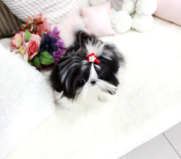 Mason - Male Teacup Shih Tzu Puppy - Image 3