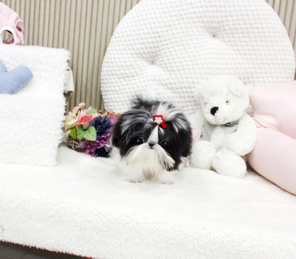 Mason - Male Teacup Shih Tzu Puppy - Image 4