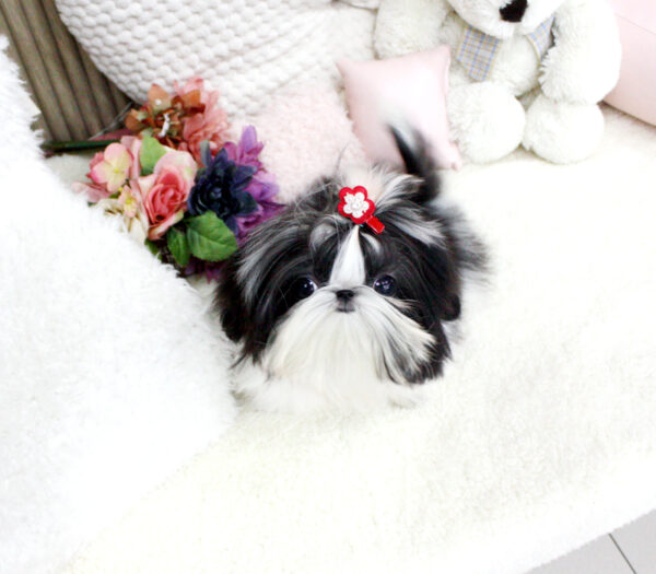 Mason - Male Teacup Shih Tzu Puppy - Image 5
