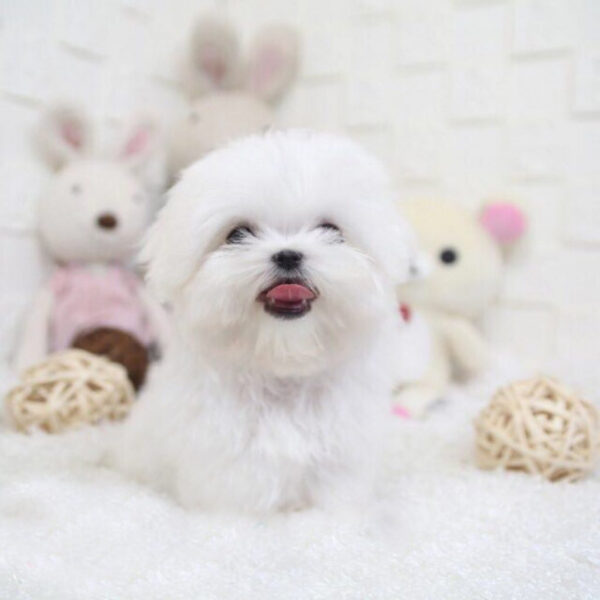 Dora - Female Teacup Maltese Puppy - Image 2
