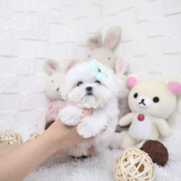 Dora - Female Teacup Maltese Puppy - Image 3