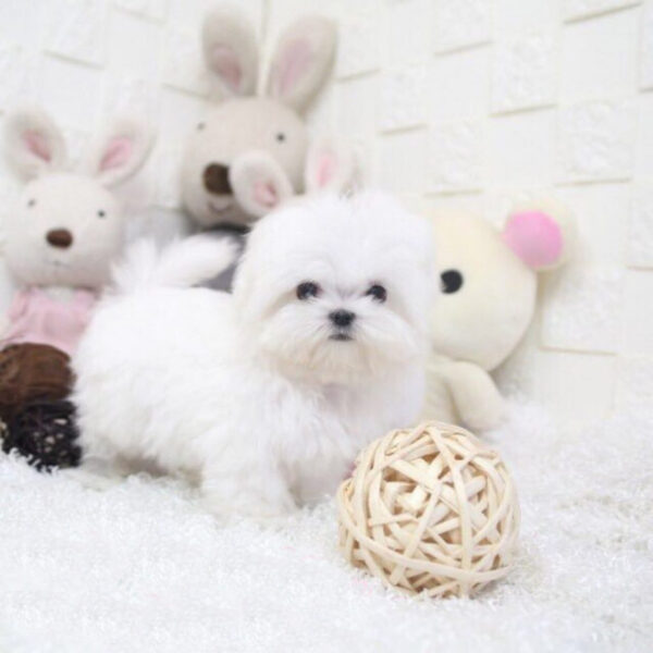 Dora - Female Teacup Maltese Puppy