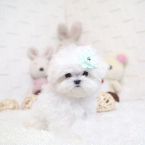 Dora - Female Teacup Maltese Puppy - Image 5