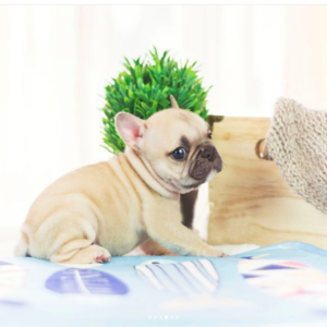 Mea - Female Miniature French Bulldog Puppy