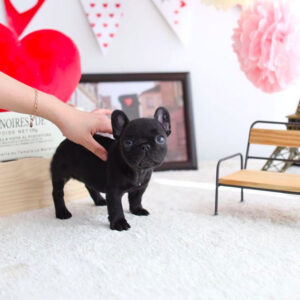 Tracey - Female Miniature French Bulldog Puppy