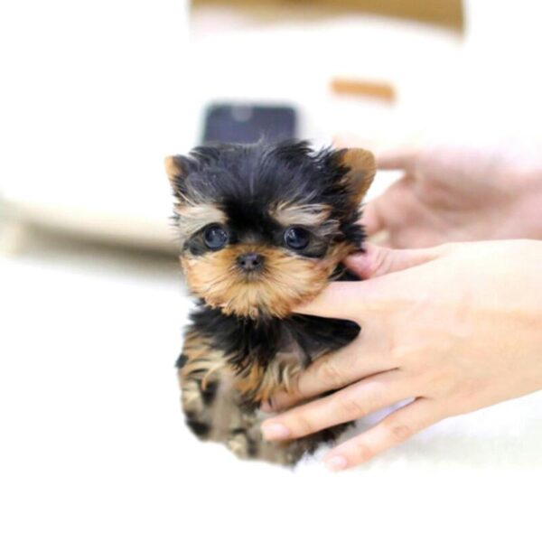 Monroe - Male Teacup Yorkshire Puppy - Image 2