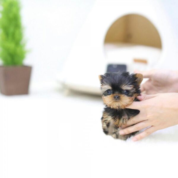 Monroe - Male Teacup Yorkshire Puppy - Image 3