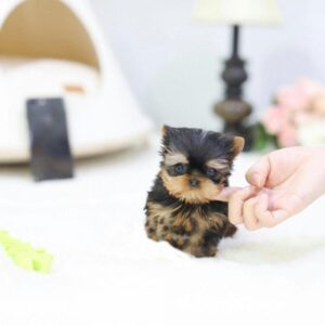 Monroe - Male Teacup Yorkshire Puppy