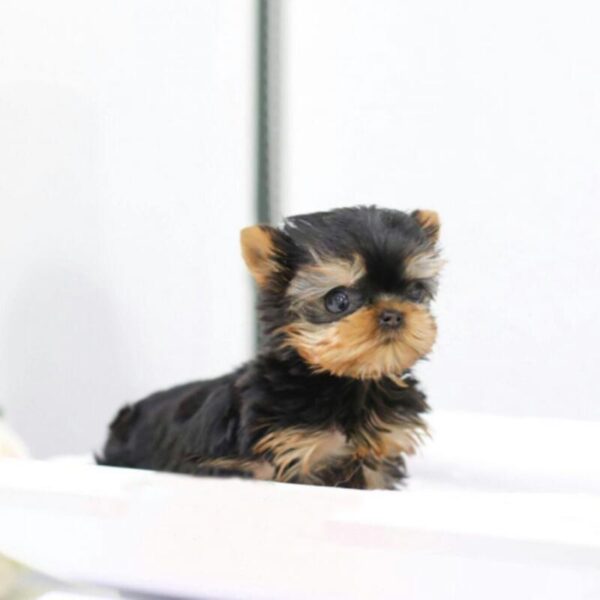 Monroe - Male Teacup Yorkshire Puppy - Image 6