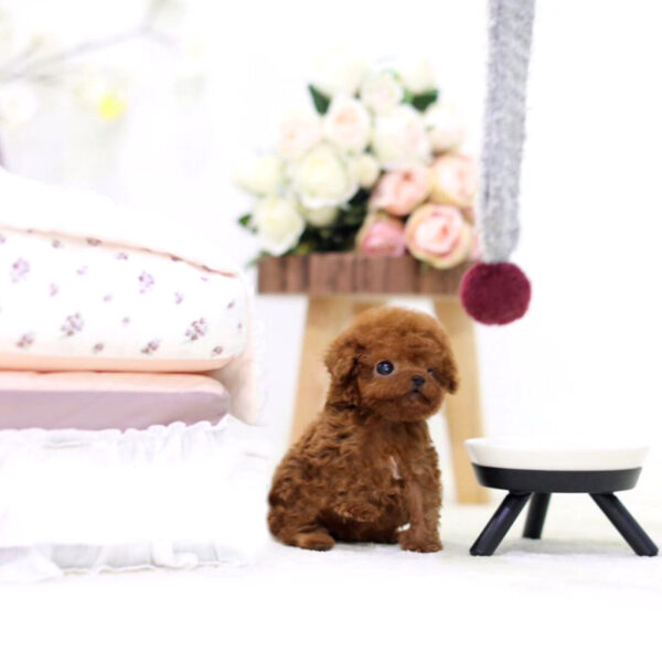 Kasper (Poodle puppy) - Image 3