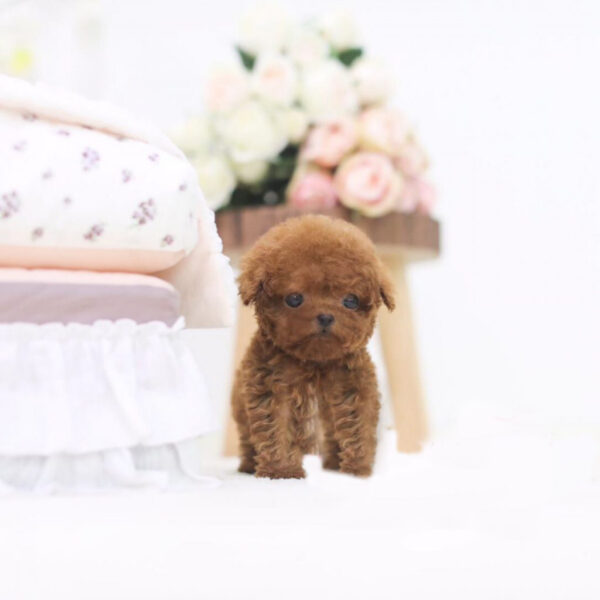 Kasper (Poodle puppy) - Image 4