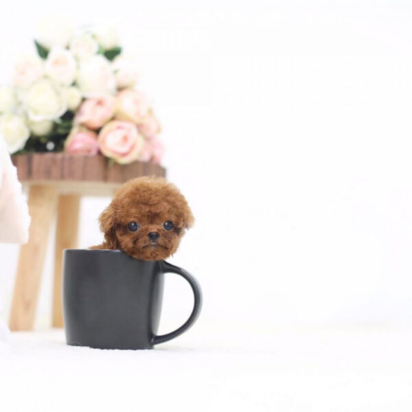 Kasper (Poodle puppy) - Image 5